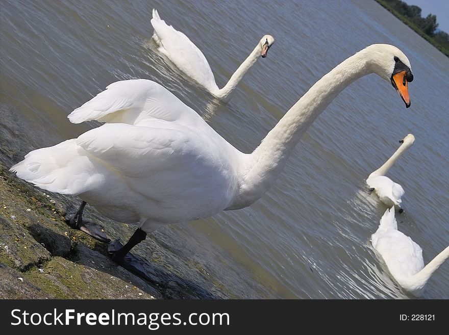 Gracefull white swan