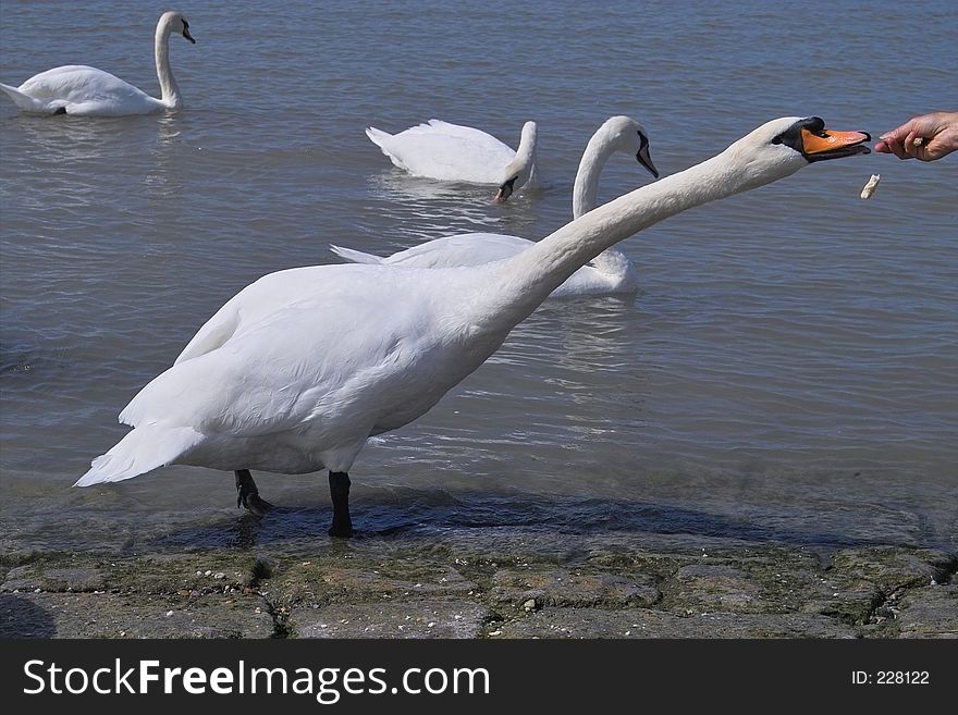 Feeding the white swan. Feeding the white swan