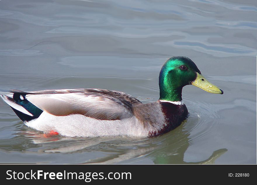 Canadian duck
