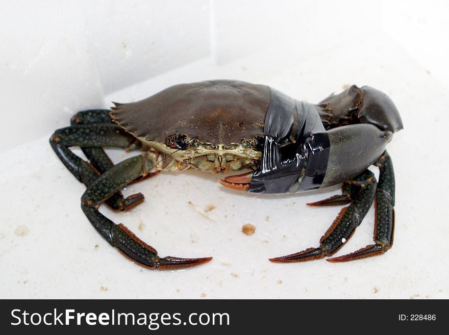 Hurt Crab