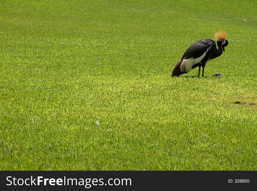 Bird on the grass