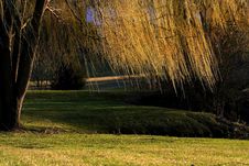 Willow Tree Branches Royalty Free Stock Photography Willow Tree Branches Royalty Free Stock Photography