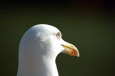 Closeup Sea Gull Royalty Free Stock Photos
