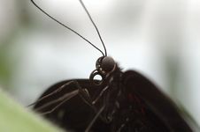 Black Tropical Butterfly Stock Photo