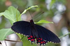 Tropical Butterfly Black/red Royalty Free Stock Photo Tropical Butterfly Black/red Royalty Free Stock Photo
