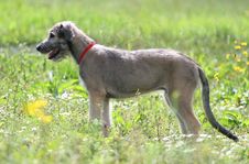 Dog On The Meadow Royalty Free Stock Photos Dog On The Meadow Royalty Free Stock Photos