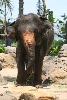 Elephant Walking Stock Image Elephant Walking Stock Image