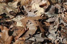 Fallen Leaves Royalty Free Stock Image Fallen Leaves Royalty Free Stock Image