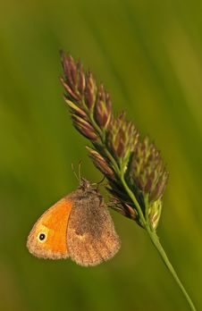 Butterfly Meadow Brown Stock Images