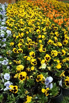 Yellow Pansy Flowers In Rows Royalty Free Stock Photos Yellow Pansy Flowers In Rows Royalty Free Stock Photos