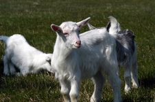 New Born Baby Goats Royalty Free Stock Images