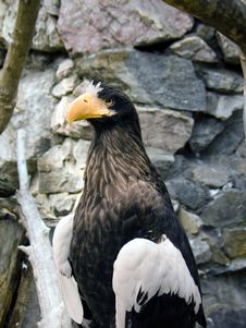 Eagle(haliaeetus) Royalty Free Stock Images