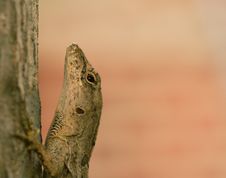 Lizard Climbing A Tree Royalty Free Stock Photos Lizard Climbing A Tree Royalty Free Stock Photos