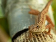 Lizard Climbing A Tree Royalty Free Stock Images Lizard Climbing A Tree Royalty Free Stock Images