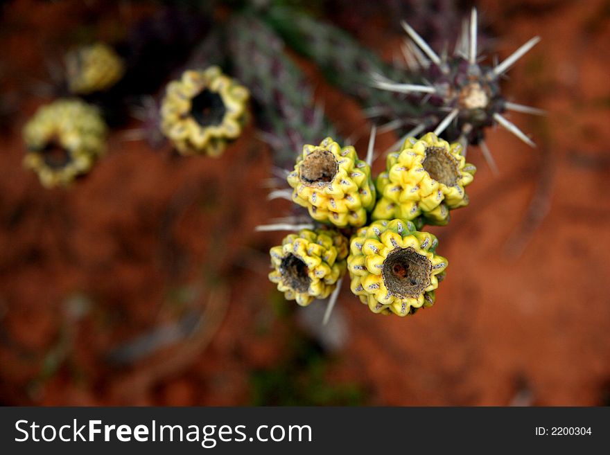 Detail of Cactus yellow flowers