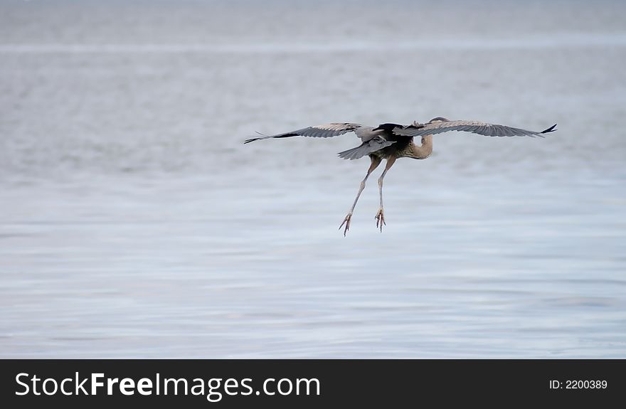 Large blue heron flying away over water. Large blue heron flying away over water