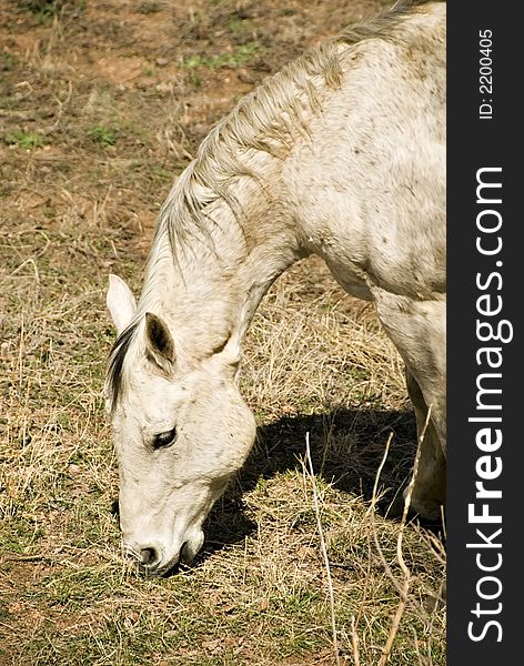 Vertical headshot of white horse grazing in grassy field
