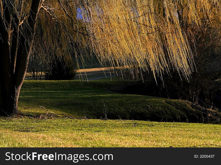 Willow tree branches over the stream in michigan