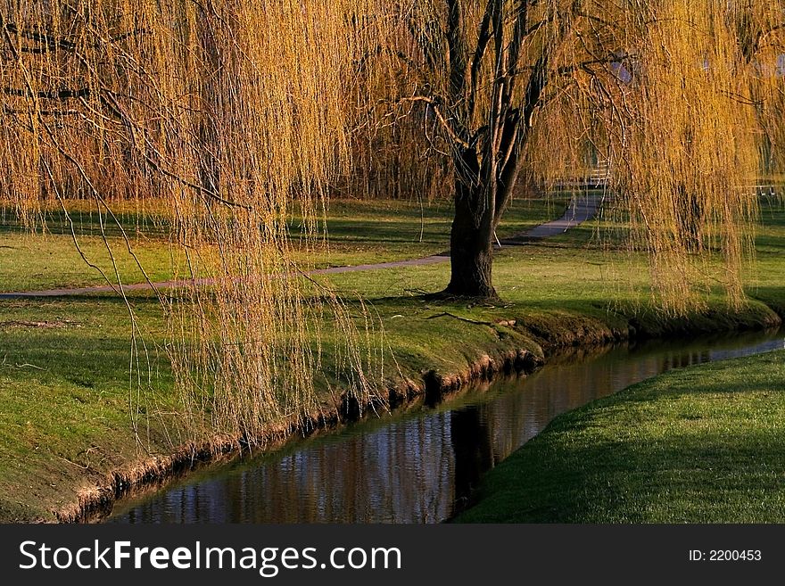 Willow tree branches over the stream in michigan