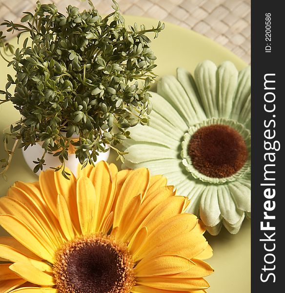 Stillife with cress and gerbera