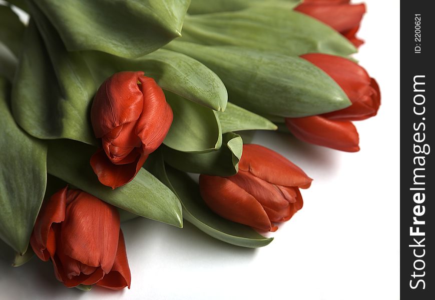 Bouquet of red tulips on white background