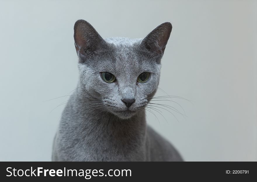 Portrait of racial cat - russian