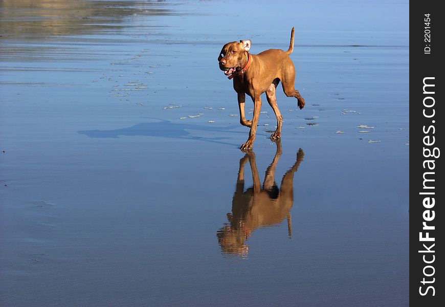 Dog running on the beach. Dog running on the beach