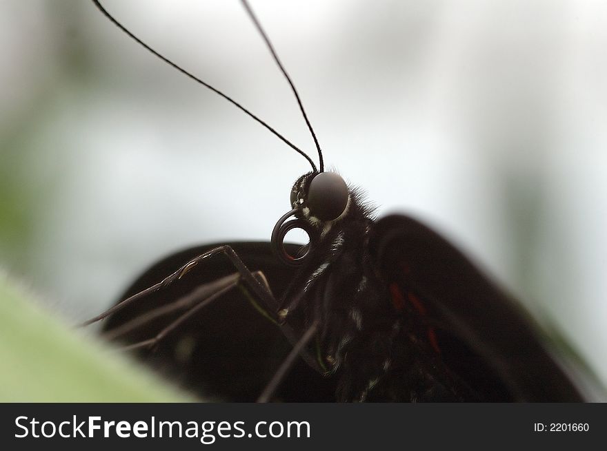 Closeup from a black tropical butterfly