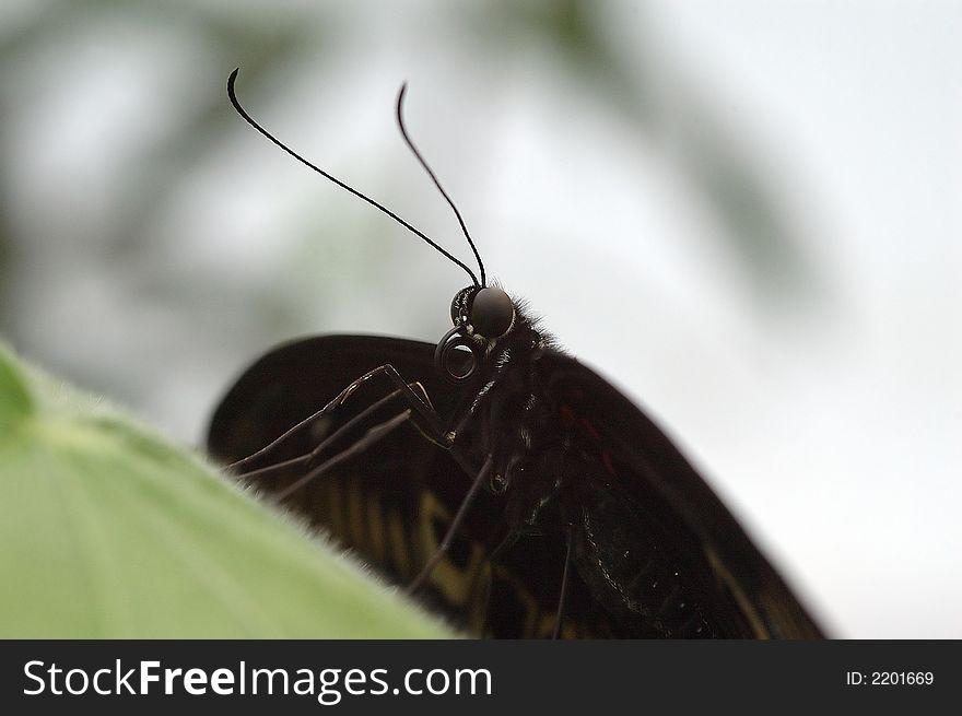 Closeup from a black tropical butterfly, eyes are good visible. Closeup from a black tropical butterfly, eyes are good visible