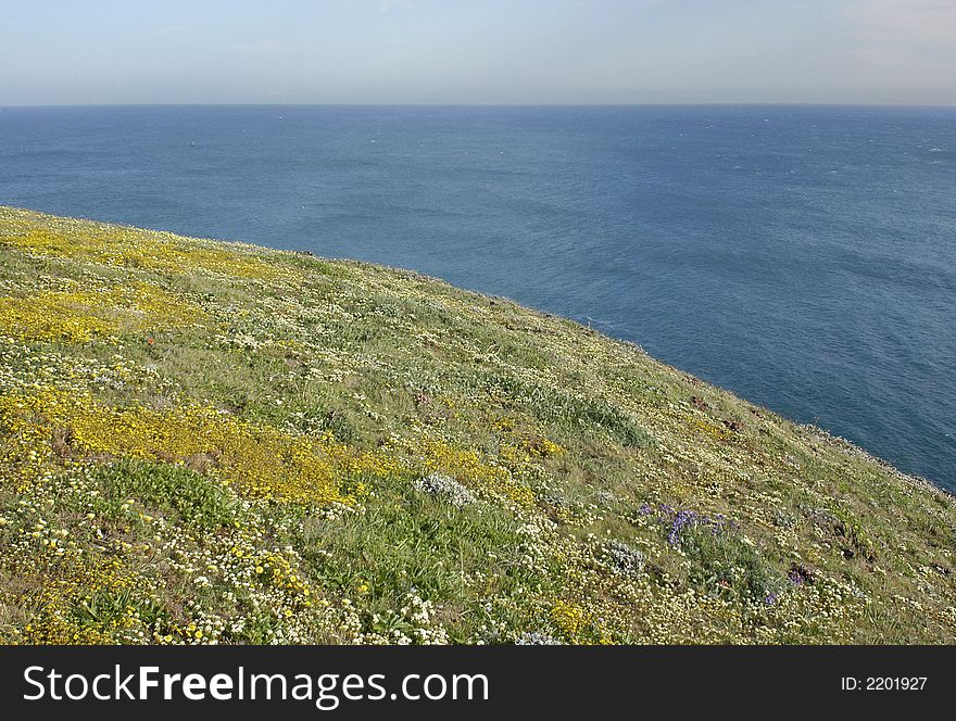 Wild flowers at the end of a grassy peninsula against a blue sky and ocean. Wild flowers at the end of a grassy peninsula against a blue sky and ocean