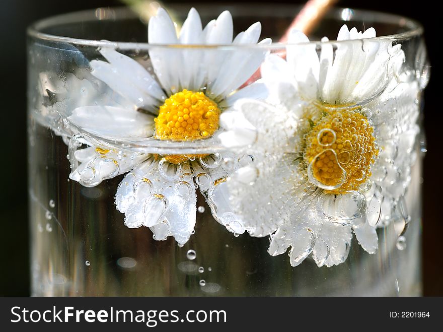 Two daisies in mineralic water in the sun. Two daisies in mineralic water in the sun