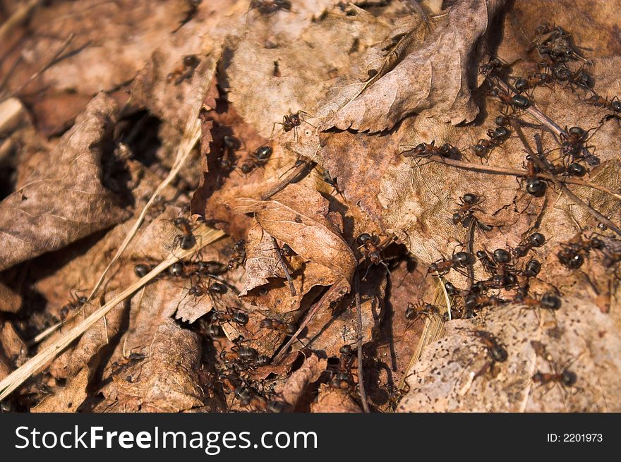 Big black ants; anthill; leaves. Big black ants; anthill; leaves