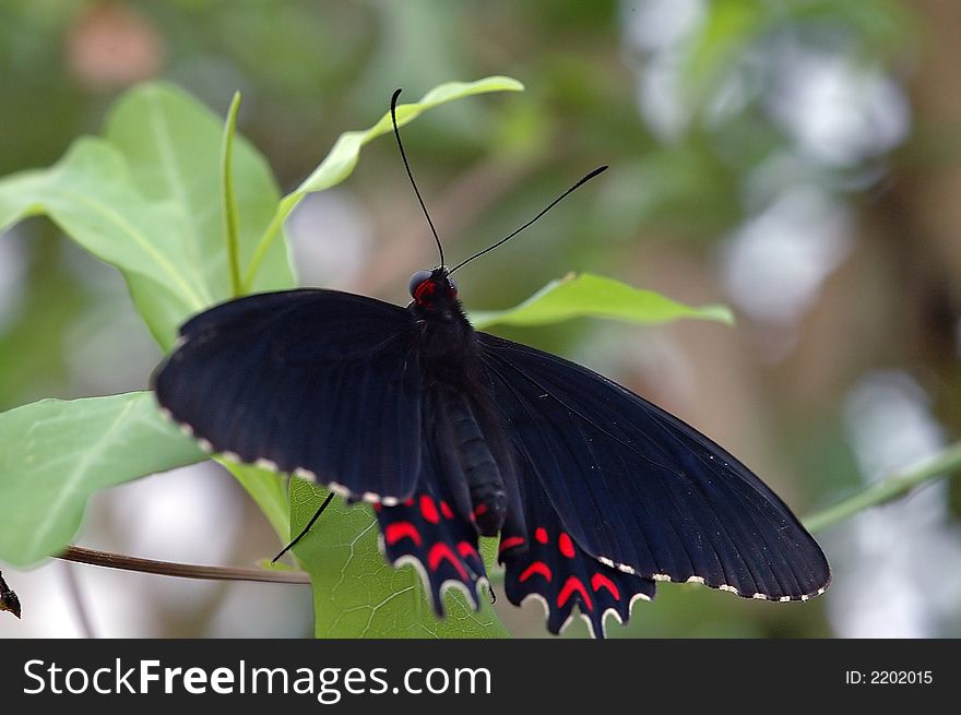 Tropical Butterfly Black/red