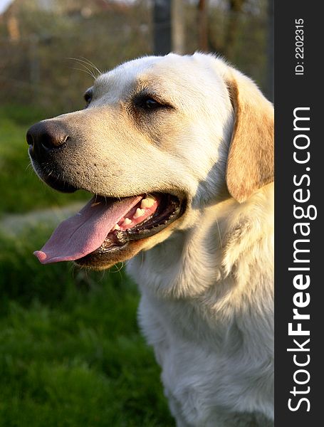 White retriever playing on a field. White retriever playing on a field