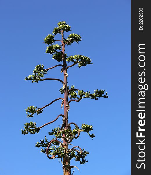 Exotic tree with a beautiful blue sky