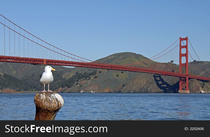 California Gull at the Golden Gate Bridge. California Gull at the Golden Gate Bridge