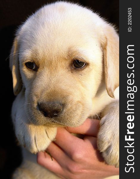 Yellow labrador retriever puppy portret. Yellow labrador retriever puppy portret