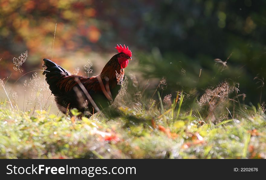 A brown cock rooster in the green grass