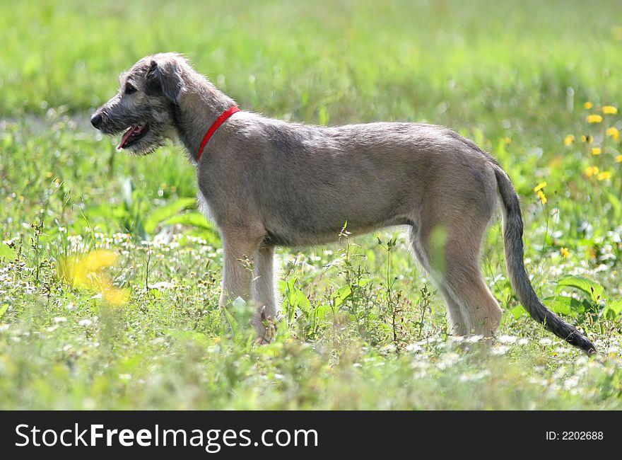 Dog on the meadow in sunny summer morning