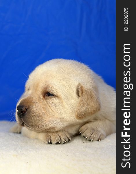 Labrador retriever puppy 17