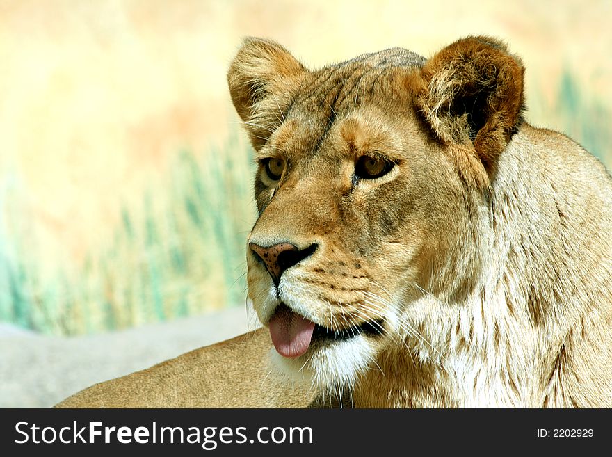 Close up of beautiful female lion