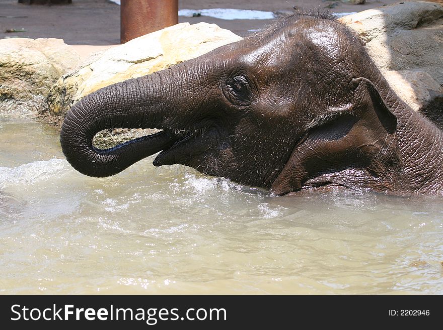 Elephant drinking in the water