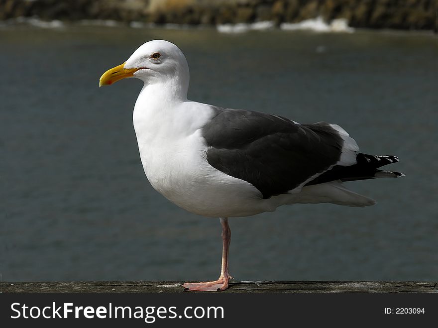 Captured on thr pier at Capitola Beach California. Captured on thr pier at Capitola Beach California