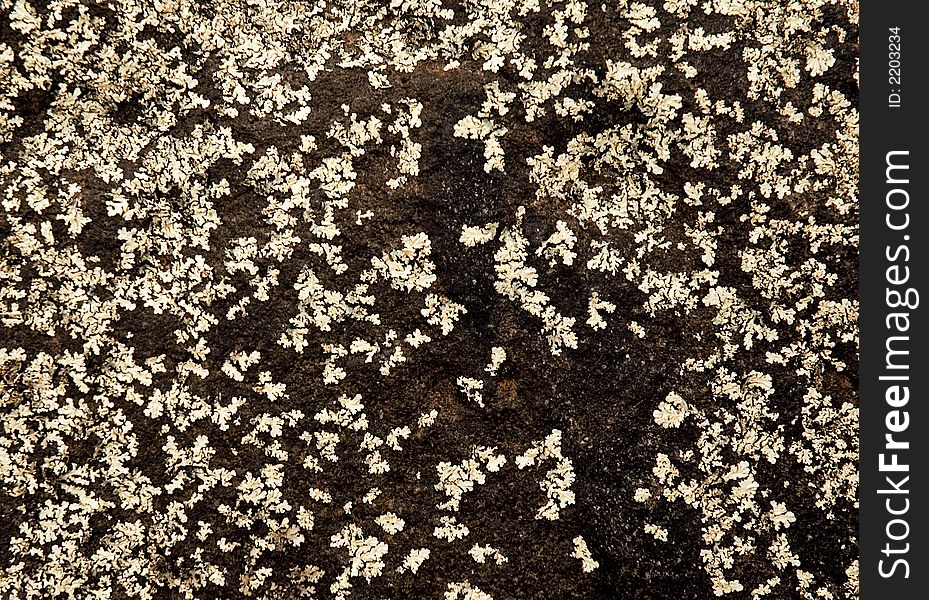 Some lichen texture over a wet rock. Some lichen texture over a wet rock