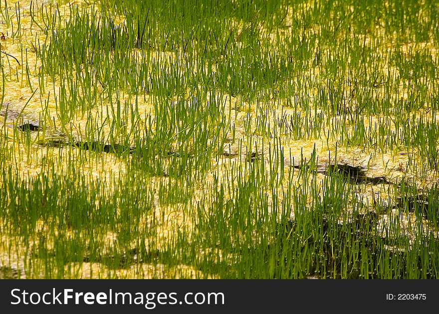 Some grass texture in a swamp scene. Some grass texture in a swamp scene