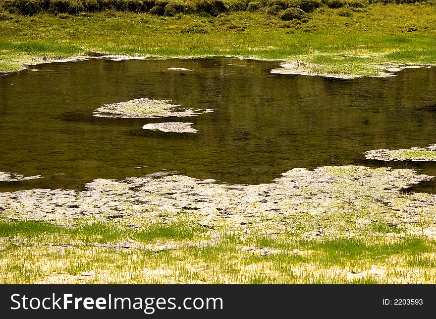 Small collection of water and grass in a swamp scene. Small collection of water and grass in a swamp scene