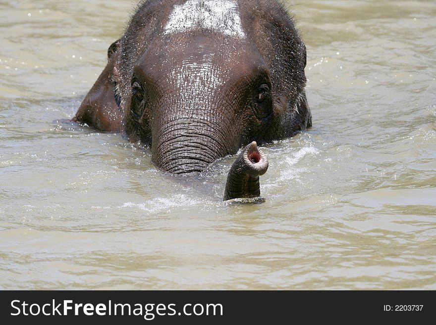Young elephant showing