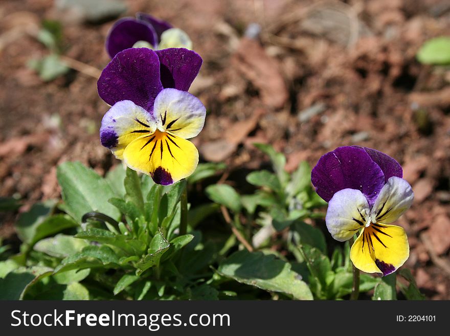 An image of a couple of pansies
