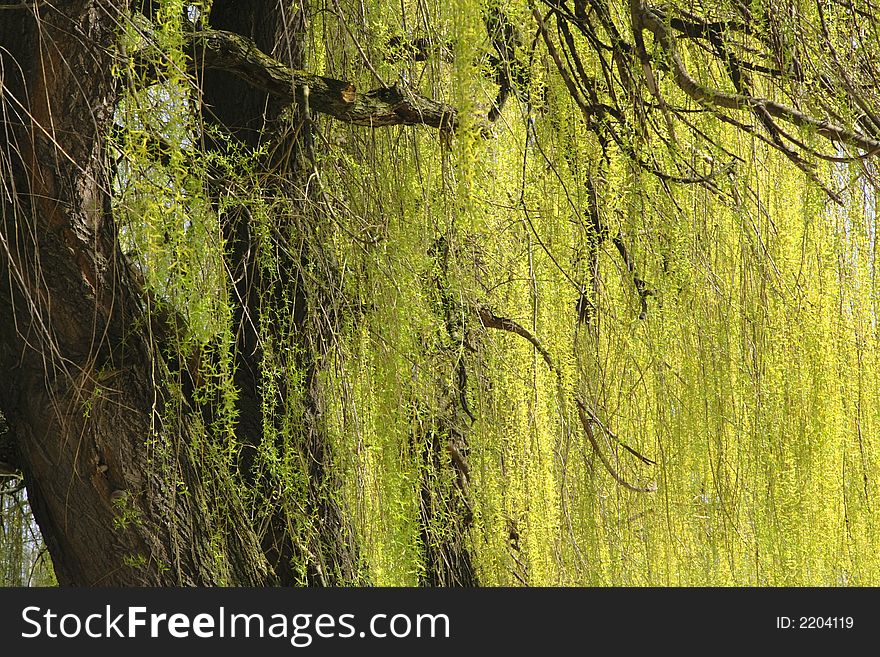 Detail of a dropping willow generating a useful natural texture. Detail of a dropping willow generating a useful natural texture.