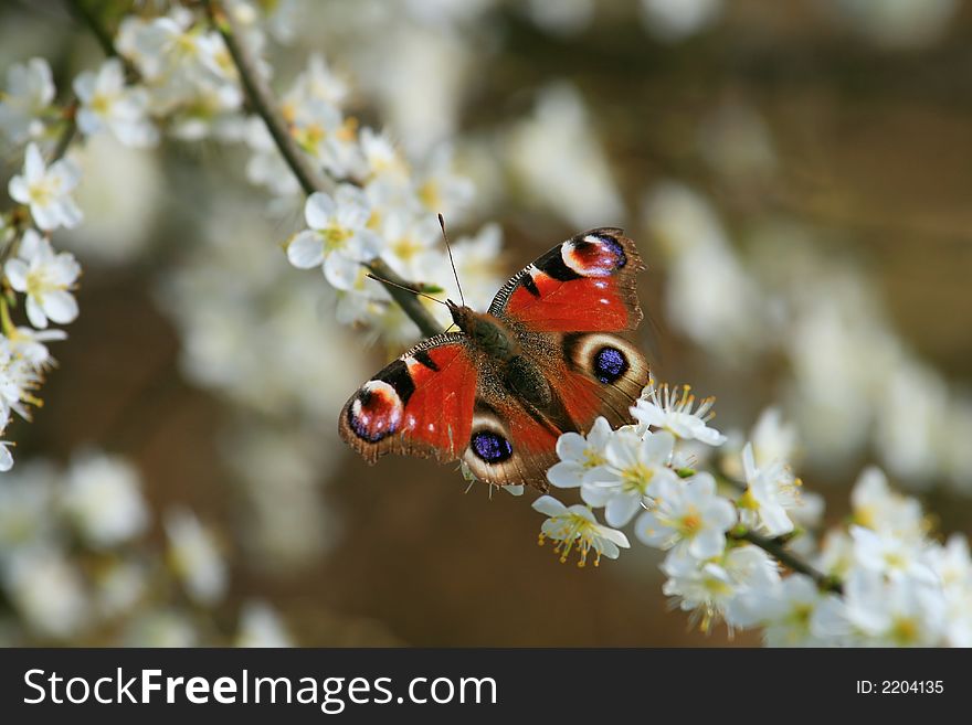 Peacock Butterfly